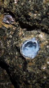 ¡Las geodas esconden en su interior un mundo lleno de cristales unícos! Te mostramos de dónde vienen. Vamos a abrirlas y te mostraremos el proceso de lijado que las transforma. 🌍💎 ¡No te pierdas nuestra segunda parte! #Geodas #Geología #Cristales #DecoraciónNatural #ProcesoGeológico #Naturaleza #Geoda | Mineralia