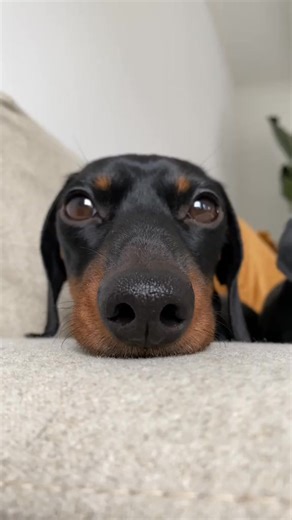 Just kidding, these are the sweetest dogs ever 🥰. #dogsoftiktok #dachshundsoftiktok #dachshunds #loulouminidachshund | Loulouminidachshund
