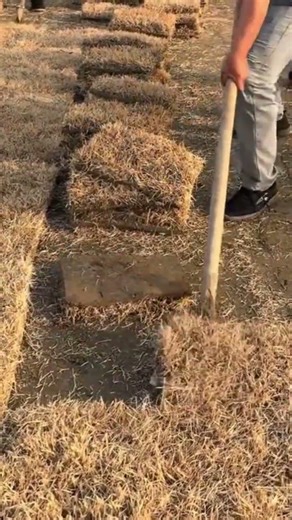 A man who is digging grass on a farmland using a special tool