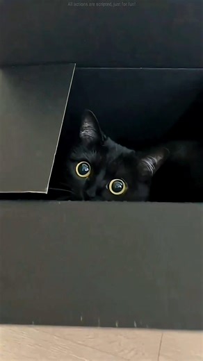 Her cat keeps finding money everywhere 😍💰 #shorts