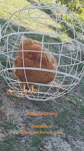 Chicken Orbing. chicken orbing is a great way to to let you chickens forage in a more controlled way, you need look for the signs that your chickens have had enough for the day. Signs like, Preening, lack of movement or sitting, when you recognise this behaviour, take them back to the coop.#chicken #orbing #chickenorbs #gardening #gardendiy #hens #chickenhamsterball Www.chickenorb.com
