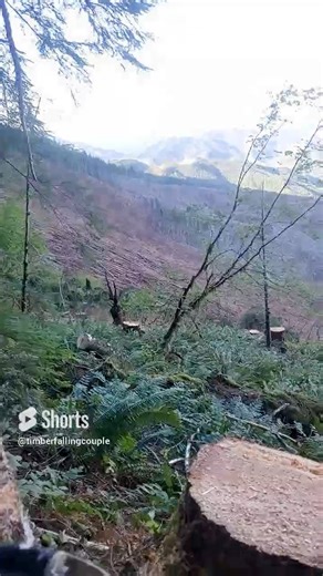 Tree screams to live 😵 #timber #timberfaller #timberfalling #logging #chainsaw #stihl #bluecollar #treework #lumberjack #fyp #pnw #pnwonderland #pacificnorthwest #chasingwaterfalls #oldgrowth #tree #woodwork #woodcraft #woodsmen #redbull #Rockstar #braap #bluecollarwoman #westcoastfaller #husqvarna #chainsawman #oregon #husqvarna #timbersports #womenshealth | Timber Falling Couple