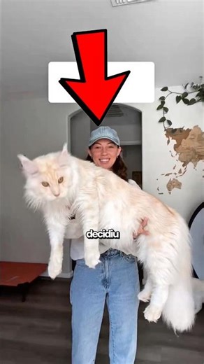 Ela decidiu registrar o crescimento de seu gatinho❤️