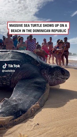 Giant Leatherback Sea Turtle: Majestic Encounter Underwater