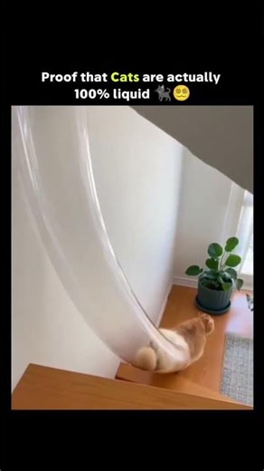 A video how flexible cats are.