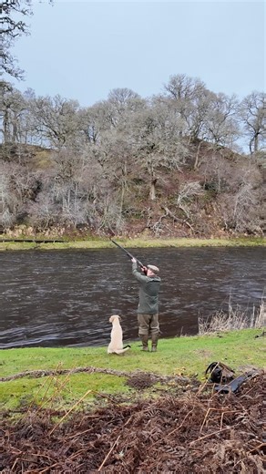 Driven Pheasant Shooting with Labrador Retriever Gundog #dog #shotgun