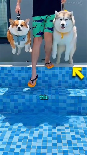 Which Dog Swims Faster? We Tested It at Every Depth! #DogsOfInstagram #DogSwimming #HuskyLife #FunnyDogs #DogsVsDogs