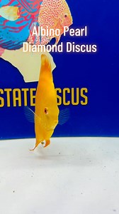 The Albino Pearl Diamond Discus ✨ Smooth golden tones, glowing red eyes, and that classic round Pearl Diamond shape—this is a standout fish for any display tank. Carefully selected for color, form, and overall quality. Check them out now on our website while they’re available. | Golden State Discus