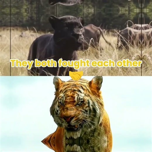 Bagheera vs shere Khan (With proofs)