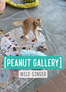 Peanut Gallery — Wild Ginger This Peanut is wild! He’s busy, clumsy, comical, confident — and also VERY sweet. I catch myself accidentally calling him “Peaches” because he reminds me so much of her markings and personality. His ringworm test came back negative, so once the Giardia is gone and everything else looks good, he’ll be able to come out of quarantine. For now, I let him spend some time each day in the backyard with the nannies so he can socialize, get exercise, and — most importantly — 