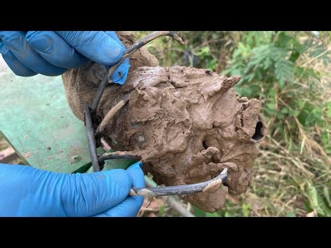Cleaning And Repairing A Damaged Cow Hoof Is Totally POSSIBLE