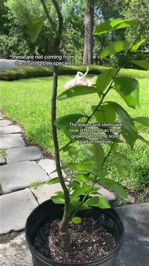 Pruning Citrus Trees