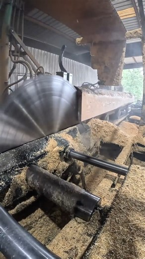 Soild Tooth Sawmill work on Instagram: "Watch this big southern yellow pine log get sliced into a clean 12 x ..."