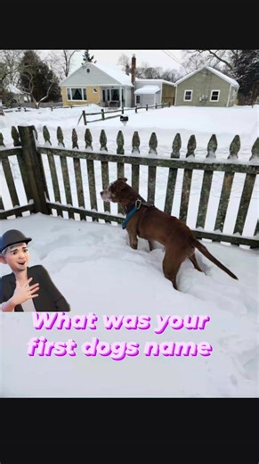 john on Instagram: "This one is Boo Boo .🤟 As a dog lover I have had dogs all my life . Aways good dogs some had bad attitudes. But I loved them all 💯‼️don't own music rights ( claim fair use ) #greatful #greatday #abundance #manifesting #prosperity #JohnHarrington #rottnn #followers #doglover"