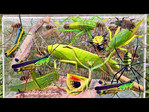 Amazing Wild Bug Catching: Giant Katydid, Harvestmen Spider, Grasshopper, Praying Mantis & More
