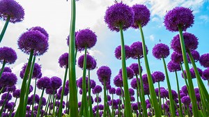 Watch Purple Giant Allium Flower on Amazon Live
