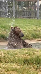 Thank you to those who came out for our Great Bend Zoological Society's fundraiser today!!! The bears, especially Pooh, had a great time!! We love our community and their support for our zoo!! | Great Bend-Brit Spaugh Zoo