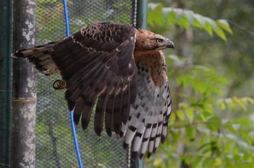 Dunia Hewan: Populasi Elang Jawa Dapat Pulih Selama Hutan Lestari - National Geographic