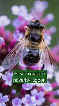 How to make a hoverfly lagoon #rhs #wildlifegarden