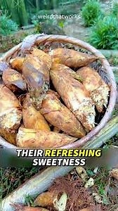 Weird wild bamboo shoots you've never seen