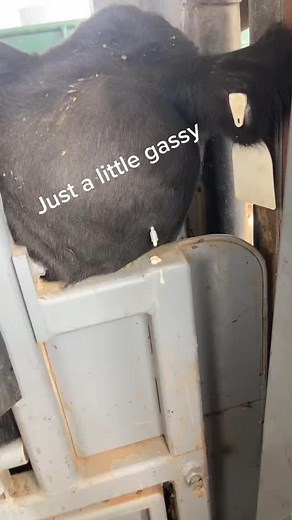 Understanding Cattle Abscesses in Feedlot Life