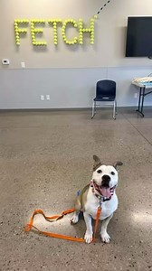 Mutt Manners believes in positive reinforcement training methods that celebrate every small step towards success. 🎉🐾 With patience, love, and guidance, we can help your furry friends become well-behaved companions. 🌟 🐾If you want to learn more about our FREE training program please reach out to us training@oneloveaz.org #MuttManners #oneloveaz #Onelovearizona #VIP #DogTraining #Success | One Love Arizona