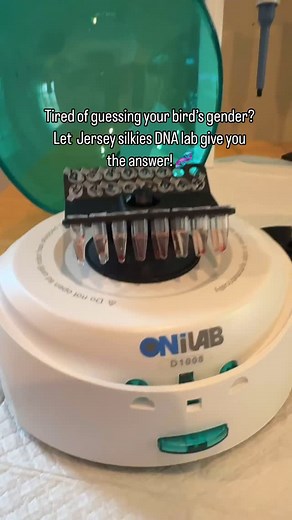 DNA Gender Testing Now Available! 🧬🦜 We’re now offering reliable DNA gender testing for a wide range of poultry and birds including ducks, chickens, pigeons, parrots, emus, geese, and many more! DNA sample collection kits are available and include: 🧬 20 sterile 0.2 mL tubes 🧬 20 mini bags for clean and easy blood sample storage all for just $6 per kit! Whether you’re a breeder, hobbyist, or bird enthusiast, this is a great way to get accurate results without the guesswork. Message me if you’