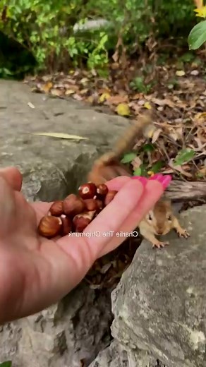 1.6K views · 21 reactions | Side eye ️ #fyp #funny #animals #charlie #chipmunk #bombastic #starring #LooksChallenge | Feathered Wonders of America | Facebook