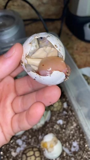 Fascinating Development: Baby Tortoises Growing Inside Eggs
