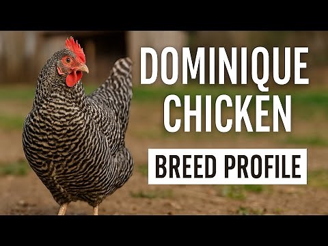 Chicken Breed Profile - The Dominique Chicken