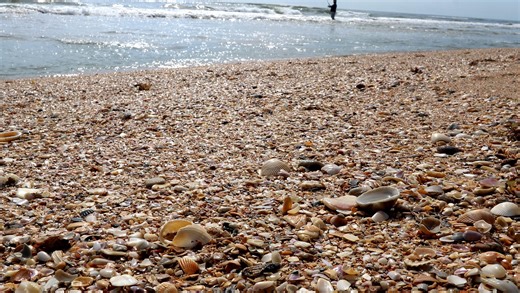 Gone shelling: Tips to find special seashells in and around Volusia and Flagler counties