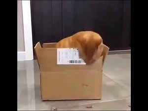 cat eat box meme
