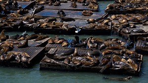 Números récord de leones marinos causan sensación en San Francisco