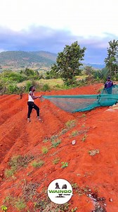 Azolla Shade Net for Fish Ponds — Azolla Seedling Cover (Colourless)