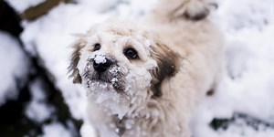 Vet Project: Ways to spot cold-related illnesses in pets