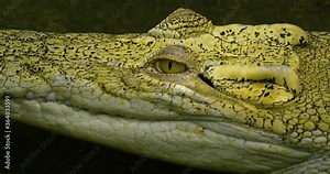Close up of snout and head of an albino crocodile as it floats in water.
