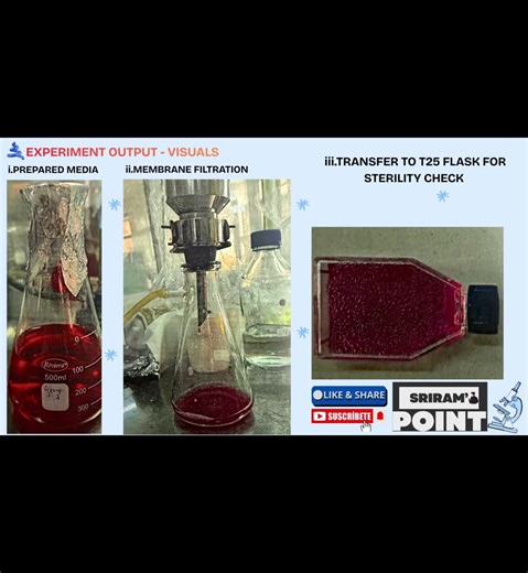 Simple Media Prep for Animal Cell Culture | Lab Basics in 14