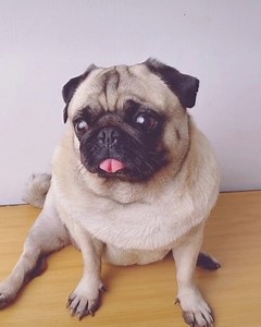 44K views · 4K reactions | Pug Tiktok 臘‍♀️ | Porky the Pug | Facebook