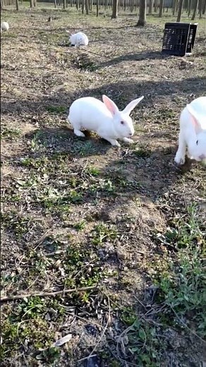 🐰 Ultimate Rabbit Care Guide How to Pamper Your Lop Eared Fluffy Friend 🐇 #Rabbit #PetCare