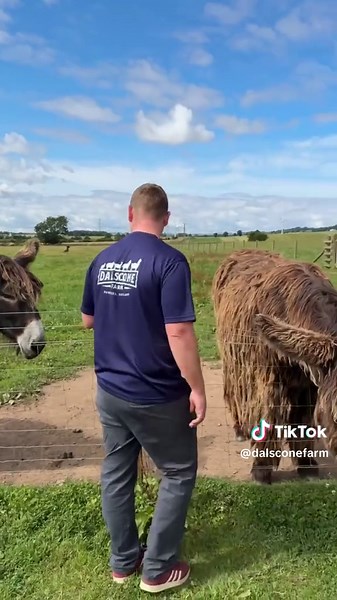 Discover Dominic the Rare Poitou Donkey on Our Trip