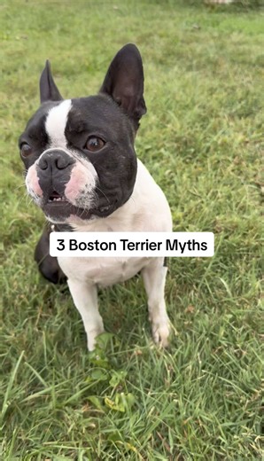 Have you heard these before? If you have a Boston Terrier, you know these little dogs are incredibly intelligent, affectionate, and full of personality. They learn quickly, love being close to their people, and tend to bring a lot of energy and humor into the home. If you enjoy learning about Boston Terriers, follow along @thehappybostonterrier 🐾 #bostonterriers #bostonterrier #bostonterrierpuppy #bostonterriersoftiktok #dogs