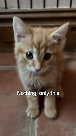 Adorable Animals and Pets - A Heartwarming Moment