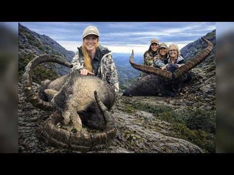 Gold Gredos Ibex hunts & Mouflon sheep in Spain | Full 4K Film