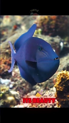 meet the blue triggerfish