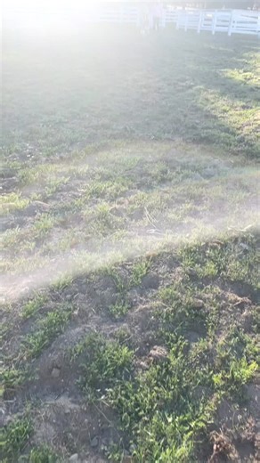 Amazing ,we walked out in a 70 acre pasture and caught this Pony. Super gentle. He was Halfbean when I sold him originally.They renamed him Jellybean .He is going to be resold by no fault of his own. Great first time Pony. | Pony Up