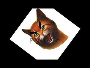 Firestar doesn't like waffles... | WARRIOR CATS MEME |
