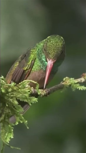 Hummingbird Heart Rate: 1200 BPM in Flight! 🤯 #shorts