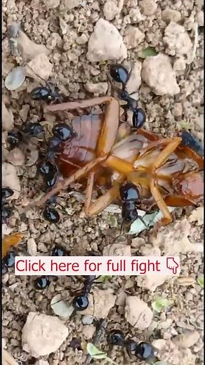 1000 Black Ants vs. 1 GIANT Cockroach! 🐜⚔️ #InsectFigh #Shorts
