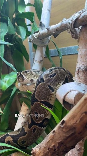 Ball pythons are more complex than most people realize. 💚