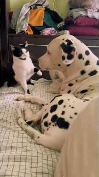 Big Dog vs Tiny Kitten Gets Chaotic 🐱🐶 #funnyvideo #animals #hilarious